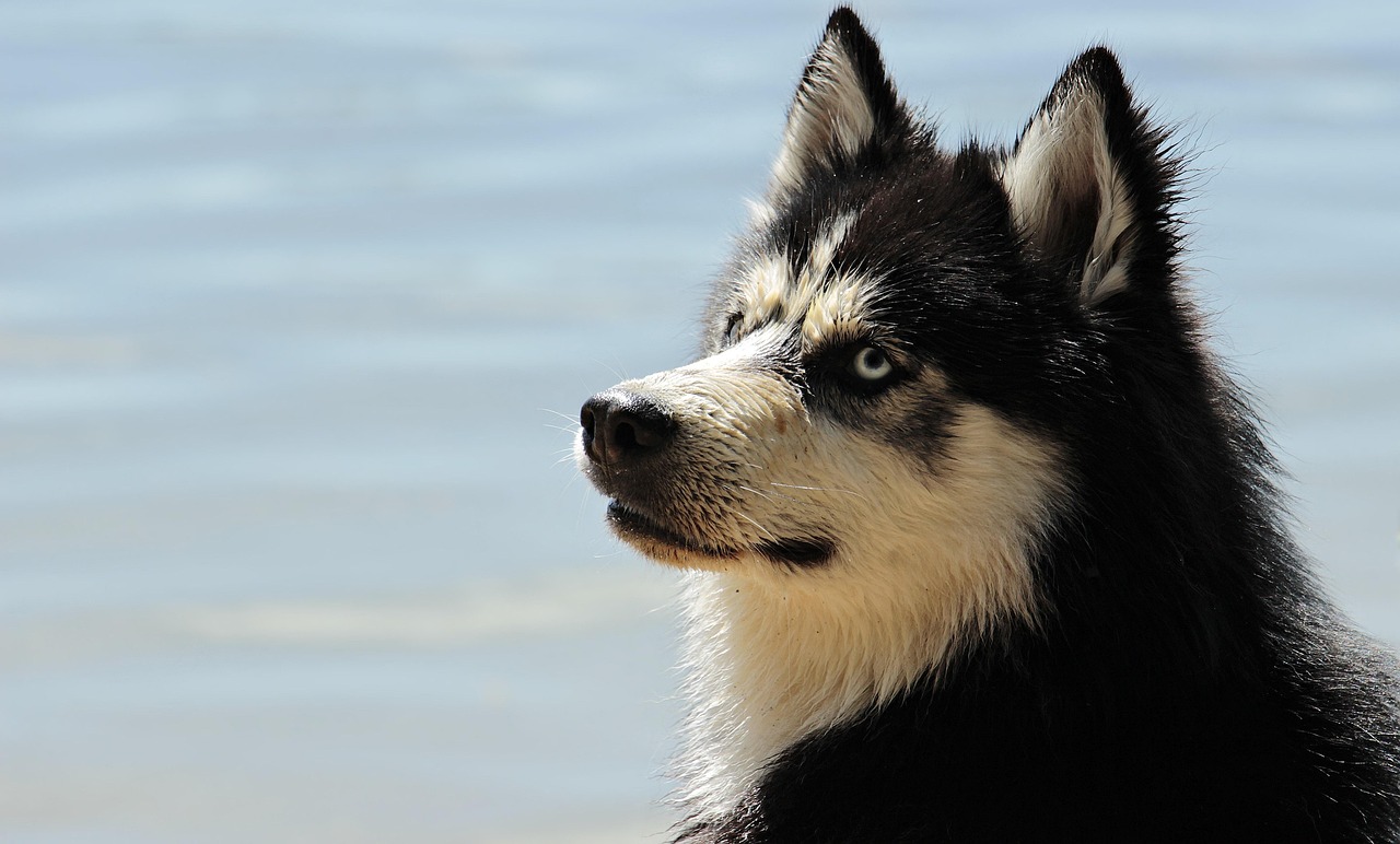 Can Dogs Eat Biscuits? A 2026 Safety & Health Guide