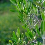 can dogs eat olive oil