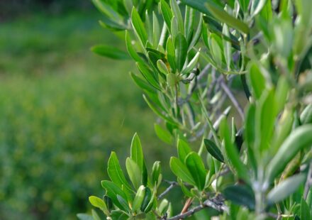 can dogs eat olive oil