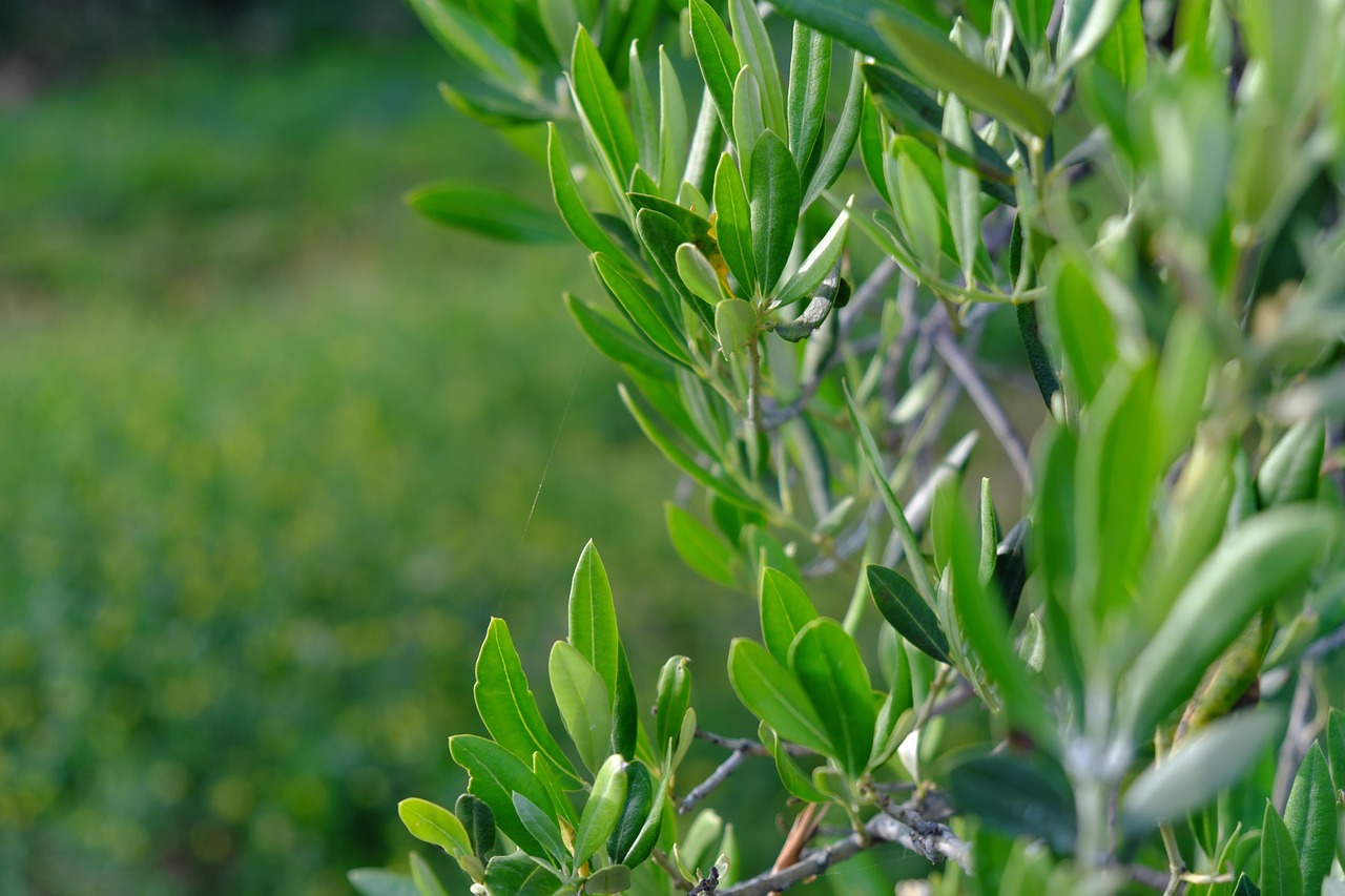 Can Dogs Eat Olive Oil? A 2026 Guide to Benefits and Risks