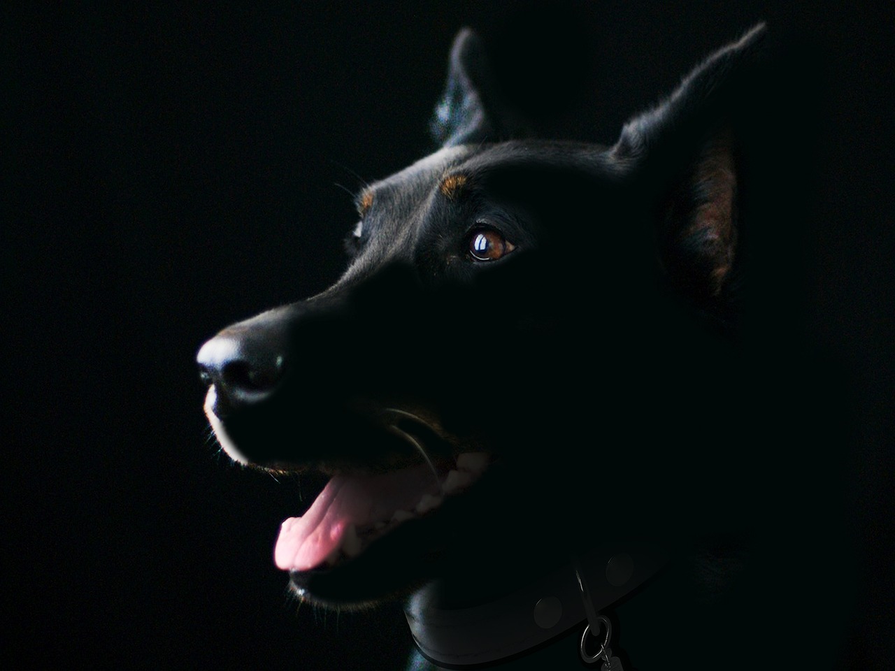 Can Dogs Eat Coconut Oil? Benefits, Risks, and Safe Usage in 2026