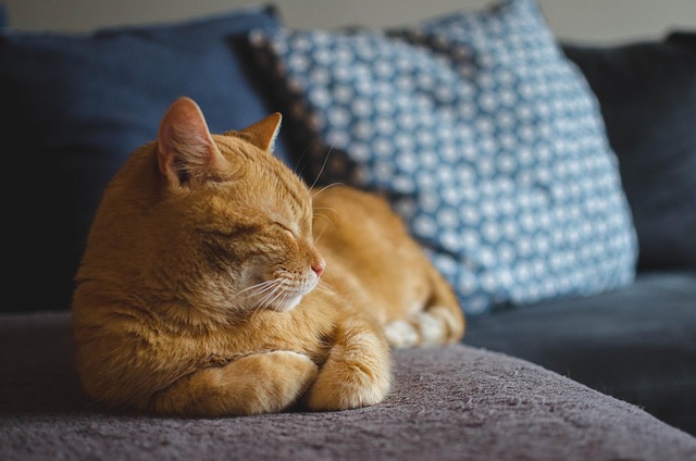 A domestic cat grooming itself, highlighting the ingestion of fur. (cat white frothy vomit)