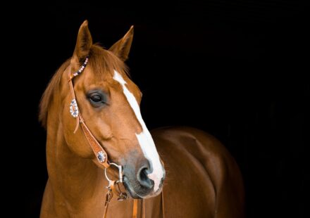 elegant horse name inspiration