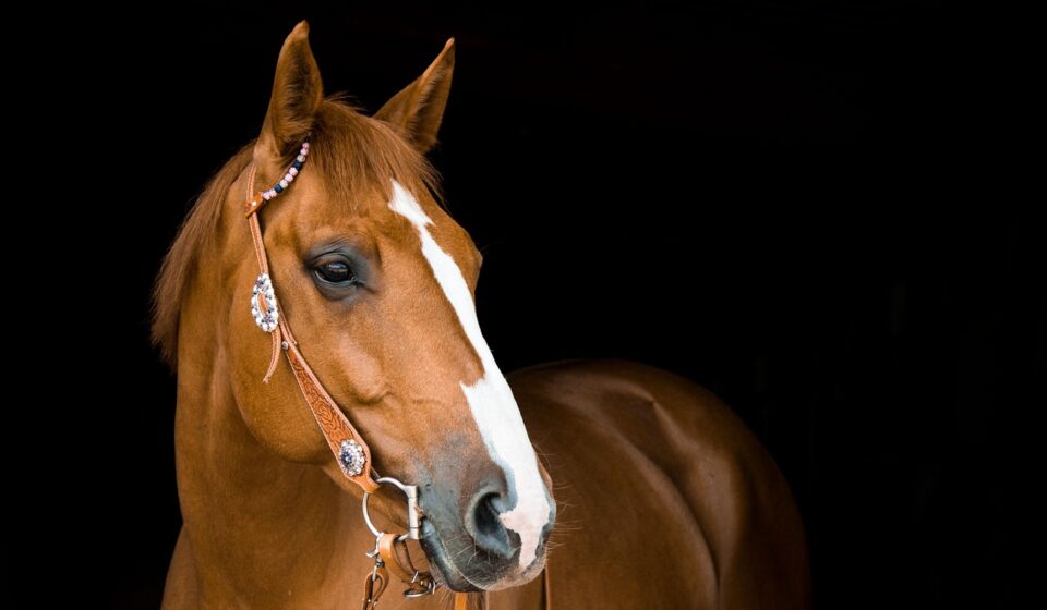 elegant horse name inspiration