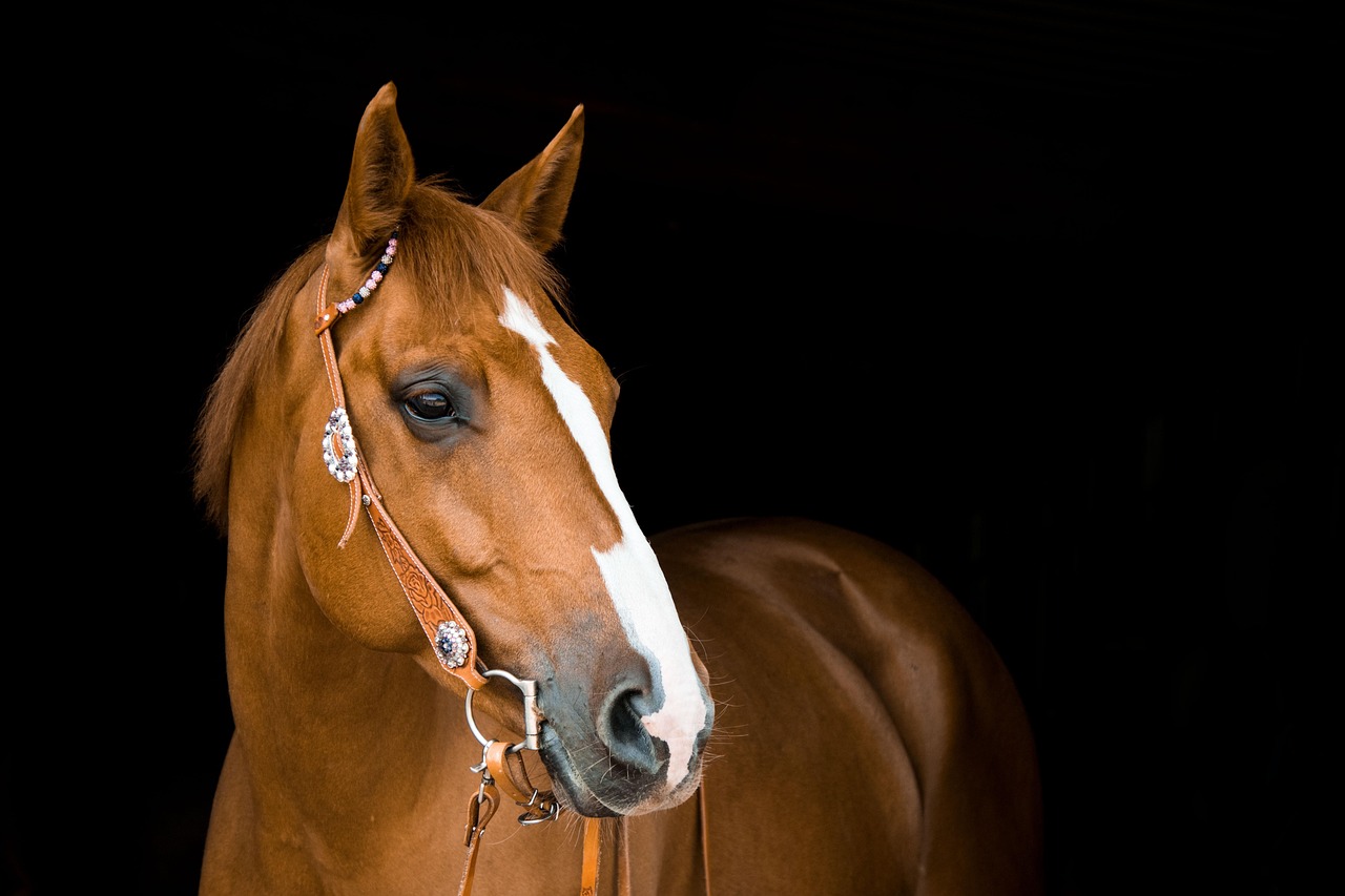 Equine Horse Names for 2026: Finding the Perfect Fit