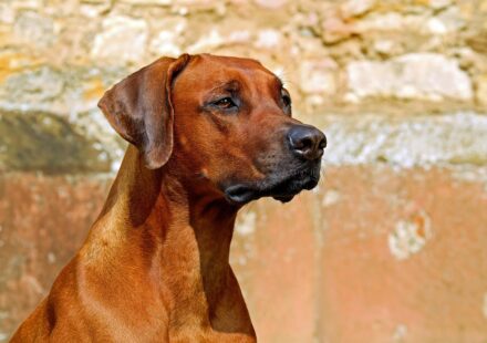Elevated Dog Cots vs. Traditional Beds: Which is Best for Your Dog?