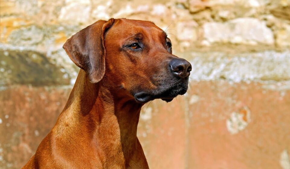 Elevated Dog Cots vs. Traditional Beds: Which is Best for Your Dog?