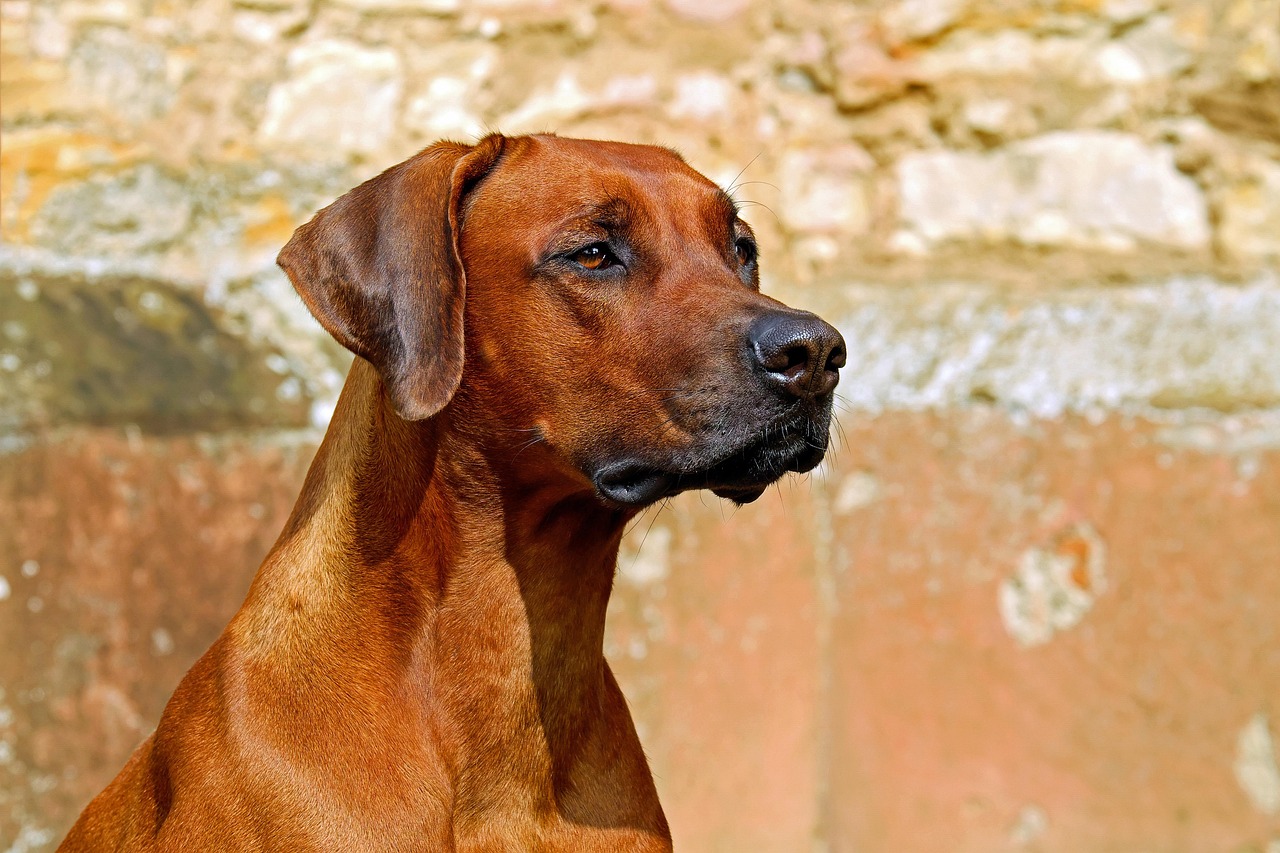 Elevated Dog Cots vs. Traditional Beds: Which is Best for (2026)