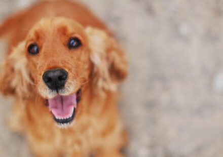 english toy spaniel dog