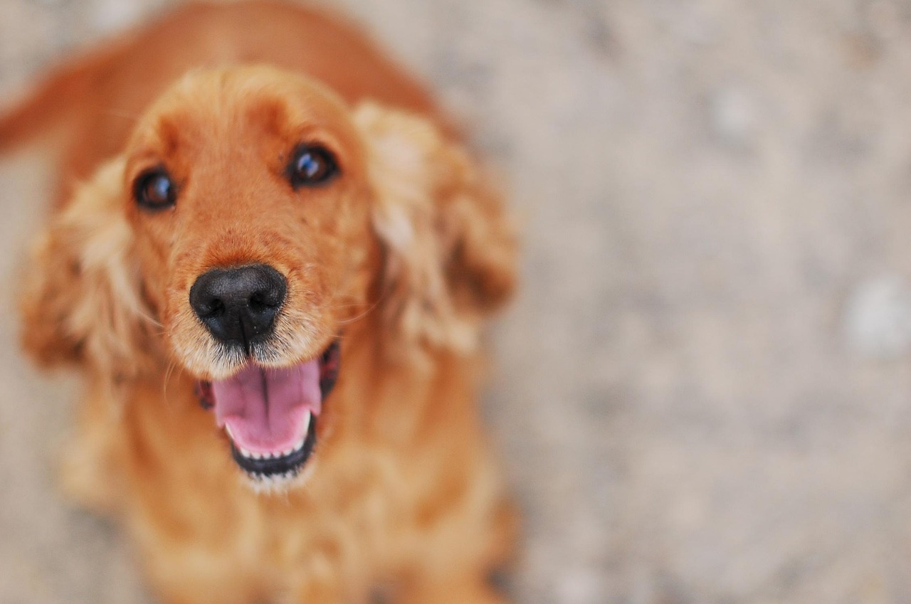 The English Toy Spaniel: More Than Just a Pretty Face in 2026