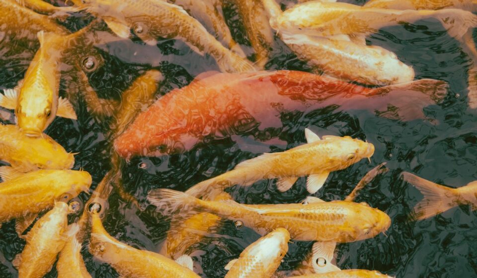 freshwater angelfish types