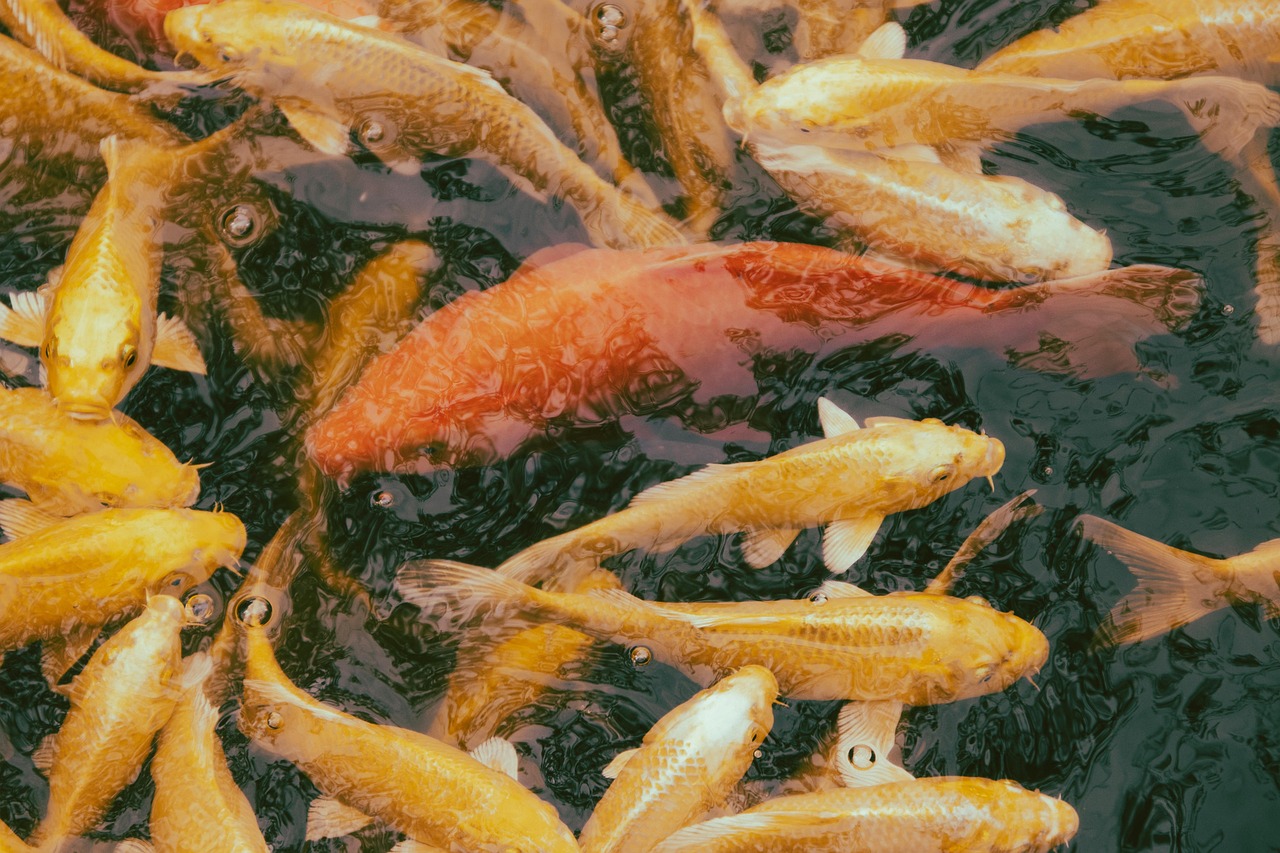 Angelfish: Exploring the Diverse Types in 2026