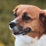 friendly dog breeds