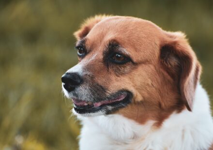 friendly dog breeds