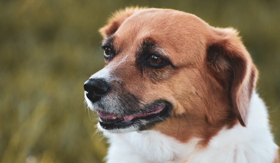 friendly dog breeds