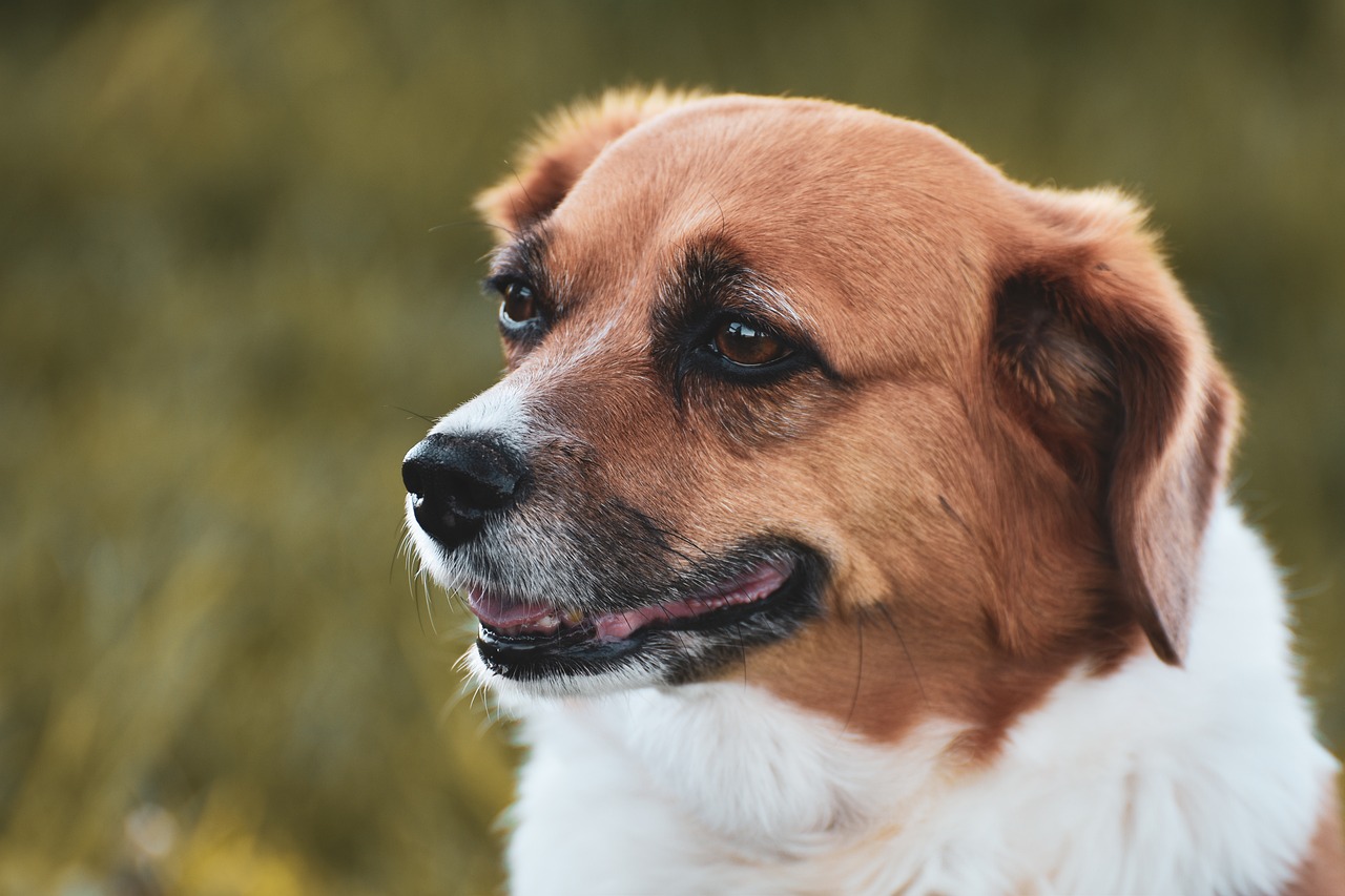 Best Dog Breeds for First-Time Owners in 2026