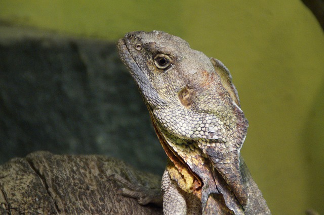 A frill necked lizard perched on a branch, showing its full body length and textured scales