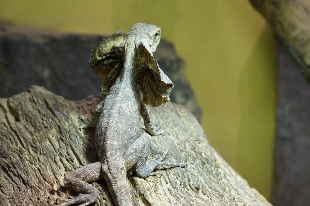 A frill necked lizard running on its hind legs with its frill fully extended