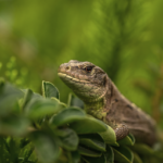 frill necked lizard running