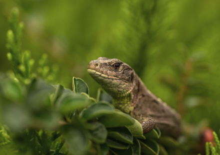 frill necked lizard running
