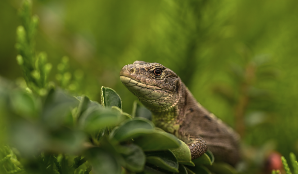 frill necked lizard running