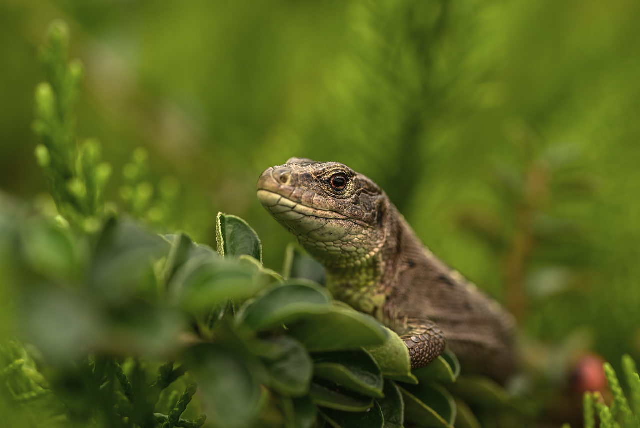 Frill Necked Lizard Care
