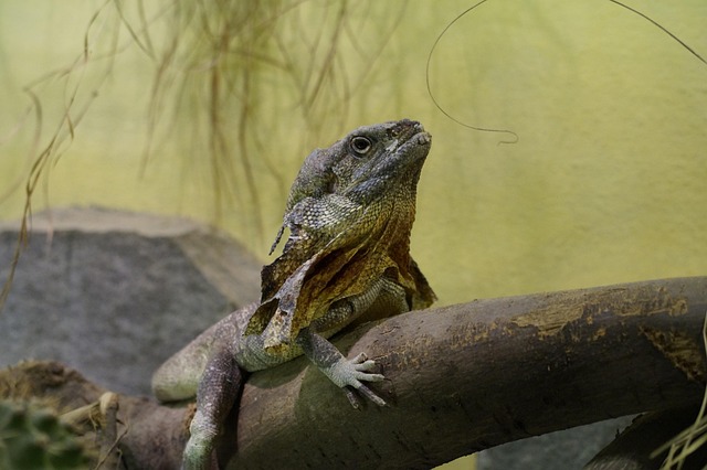 A frill necked lizard's skeletal structure highlighting bone density