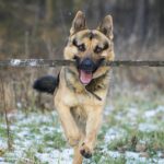 german shepherd king shepherd comparison
