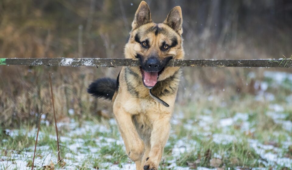 german shepherd king shepherd comparison