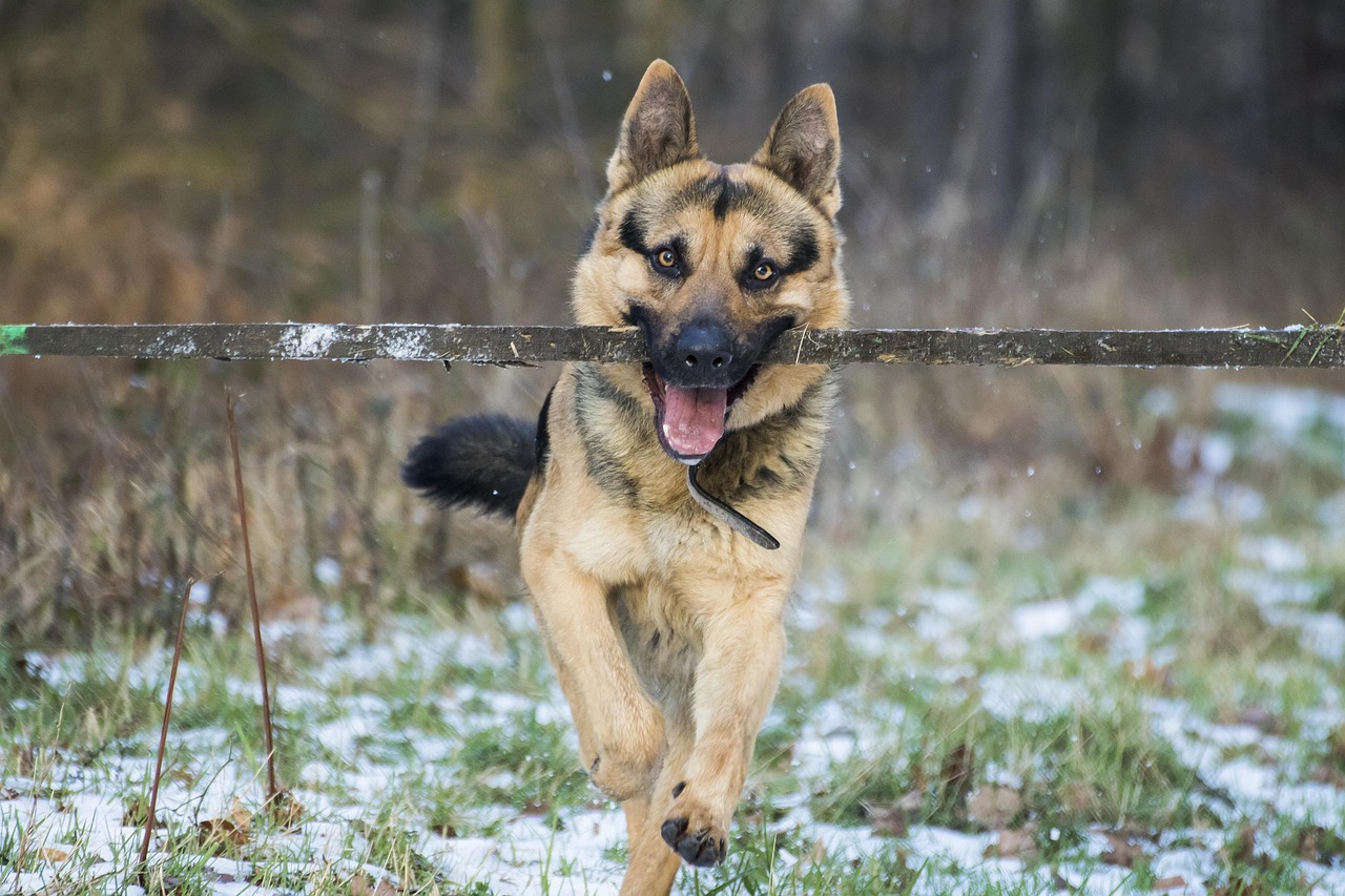 German Shepherd vs. King Shepherd: What’s the Real Difference in 2026?