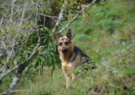German Shepherd dog playing