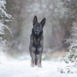 German Shepherd Health and Wellness Guide 2026