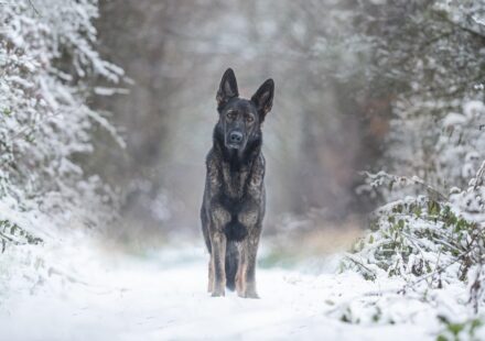 German Shepherd Health and Wellness Guide 2026