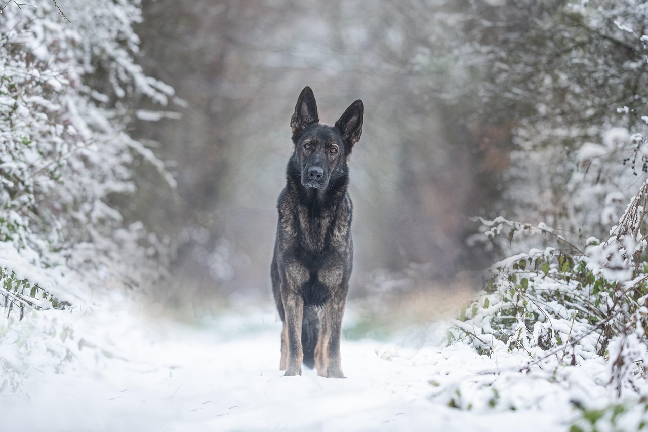 German Shepherd Health and Wellness Guide 2026: Keeping