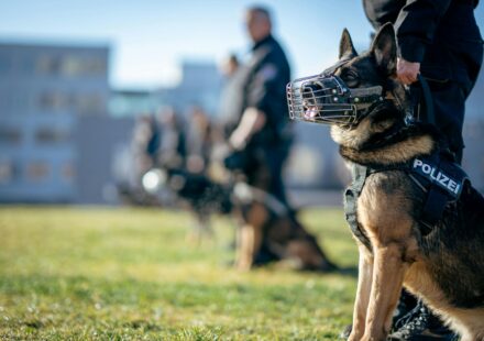 German Shepherd training commands