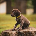 german shorthaired pointer sc