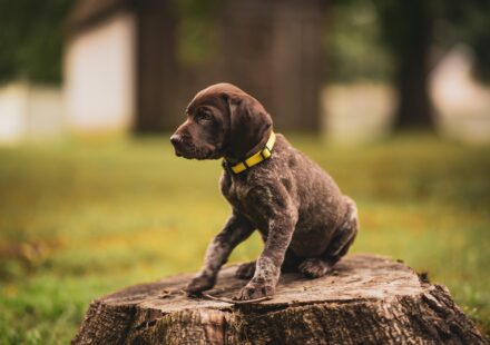 german shorthaired pointer sc