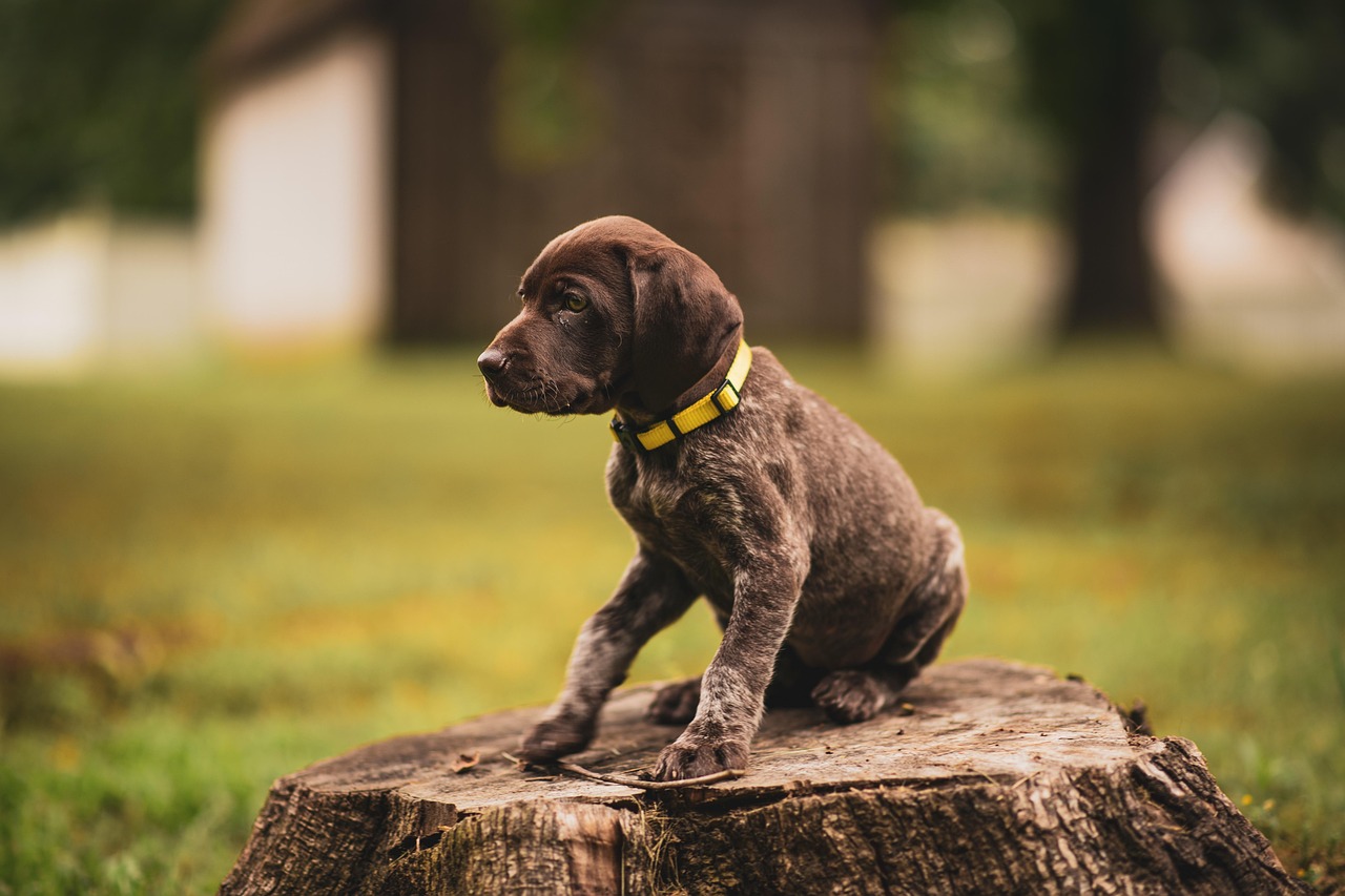 German Shorthaired Pointers in SC