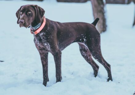 German Shorthaired Pointer puppy South Carolina