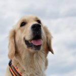 golden retriever cost