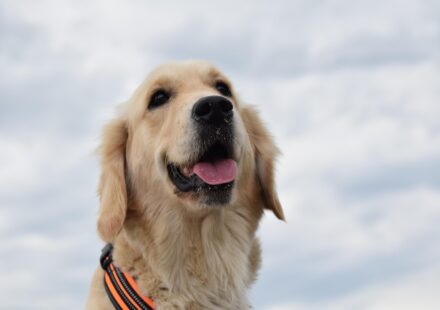 golden retriever cost