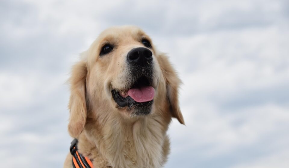 golden retriever cost