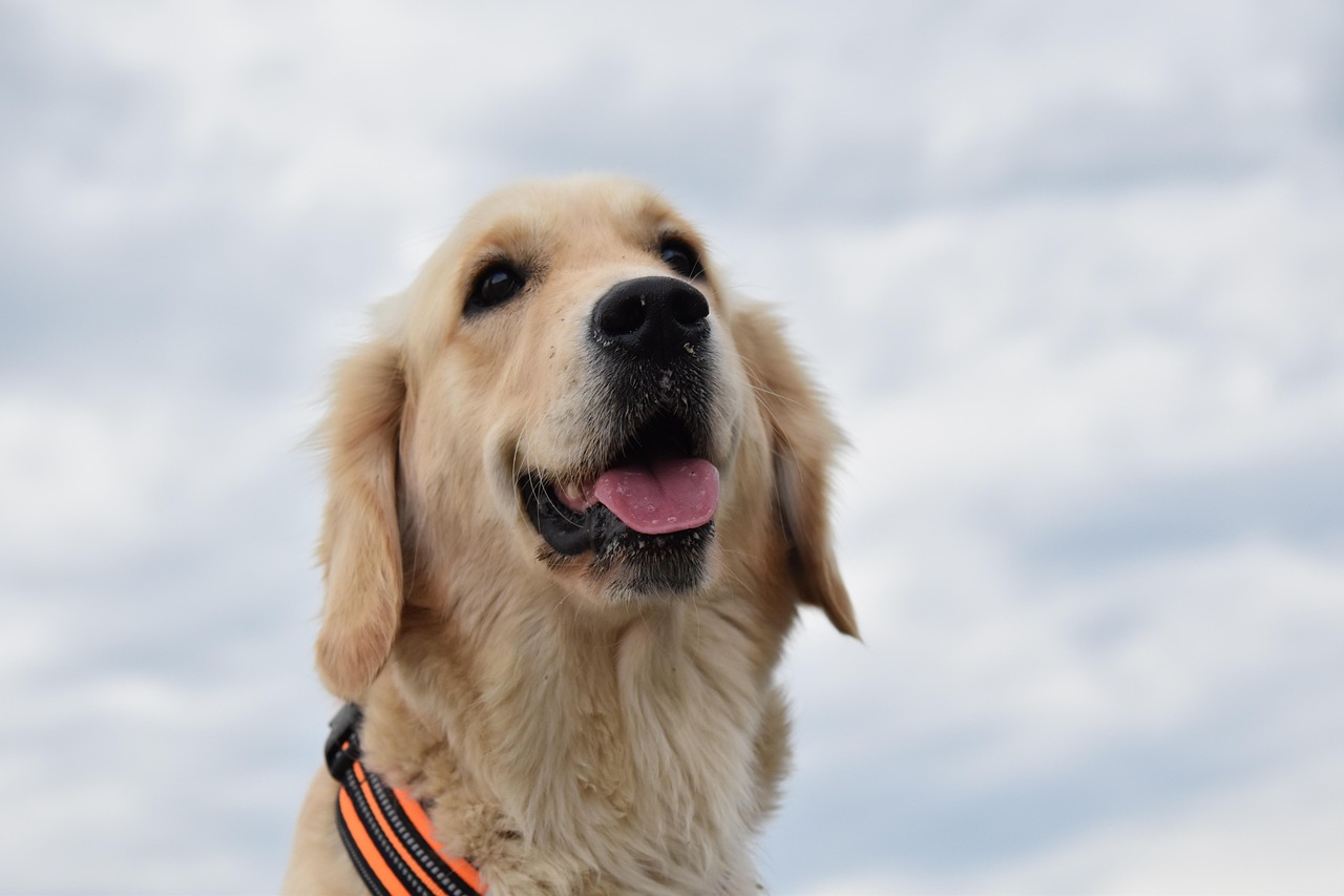 Golden Retriever Cost in 2026: A Complete Buying Guide