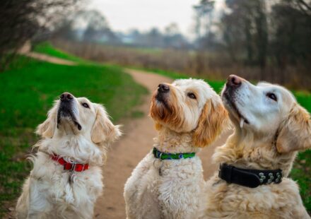 Golden Retriever vs. Labrador Retriever: A 2026 Family Dog Comparison