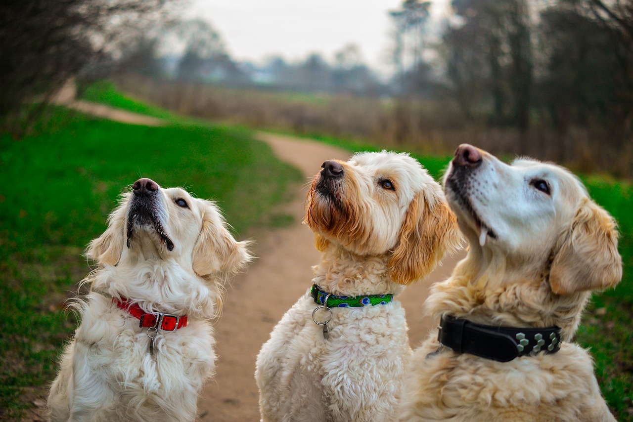 Golden Retriever vs. Labrador Retriever: A 2026 Family Dog Comparison