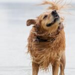 golden retriever shedding