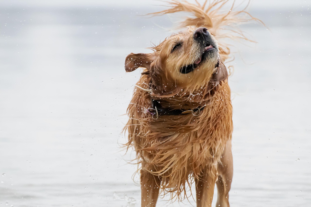 Golden Retriever Shedding: Your 2026 Guide to Managing Fur