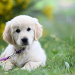The Ultimate Guide to Golden Retriever Temperament and Personality
