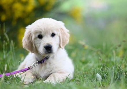 The Ultimate Guide to Golden Retriever Temperament and Personality
