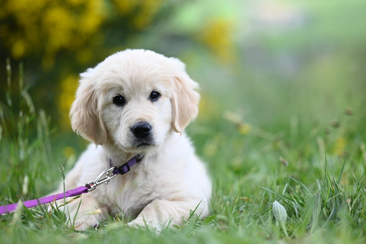 Golden Retriever Temperament & Personality: The